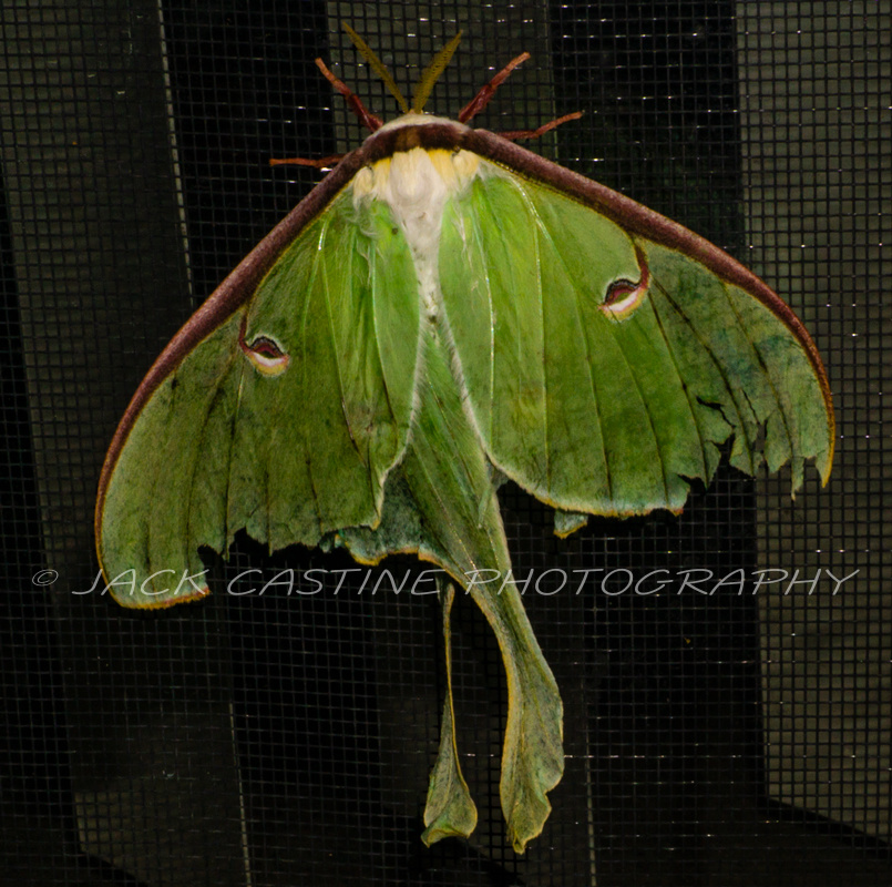  2017 05 28 - Male Luna Moth - Mt. Airy, MD 