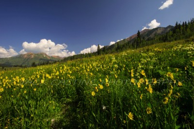  2014 08 09 - Mt. Bellevue and Wildflowers in Schofield Pass - Crested Butte, CO 