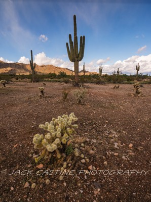  2019 11 29 - Cholla and Saugaro - Sonoran Loop - White Tank Mountain Regional Park - Waddell, AZ 