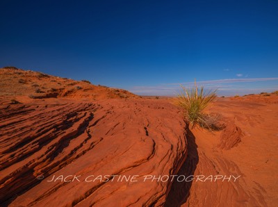  2019 11 24 - Yucca Outside of Antelope Canyon - Page, AZ 