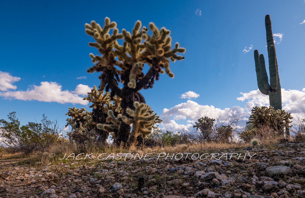  2019 11 29 - Cholla and Saugaro - Sonoran Loop - White Tank Mountain Regional Park - Waddell, AZ 