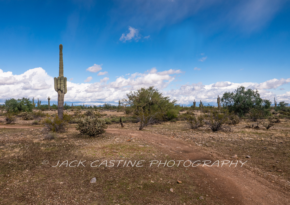  2019 11 29 - Saugaro - Sonoran Loop - White Tank Mountain Regional Park - Waddell, AZ 