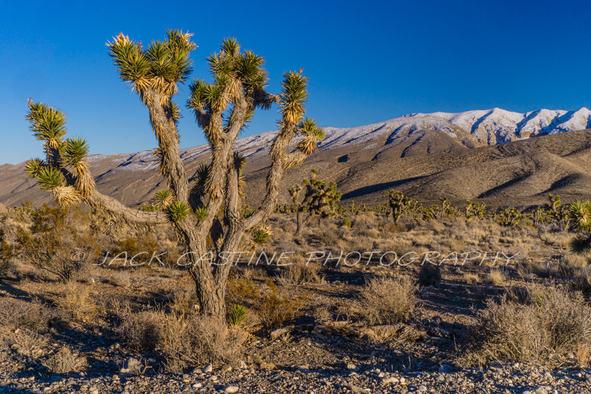  2017 01 27 - Joshua Tree - Hoover Dam, NV 