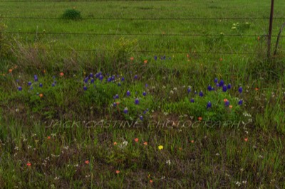  2020 04 19 - Texas Wildflowers - NE3090 - Kerens, TX 