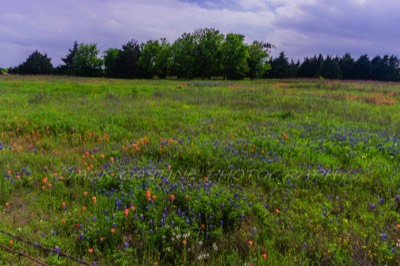  2020 04 19 - Texas Wildflowers - NE3090 - Kerens, TX 