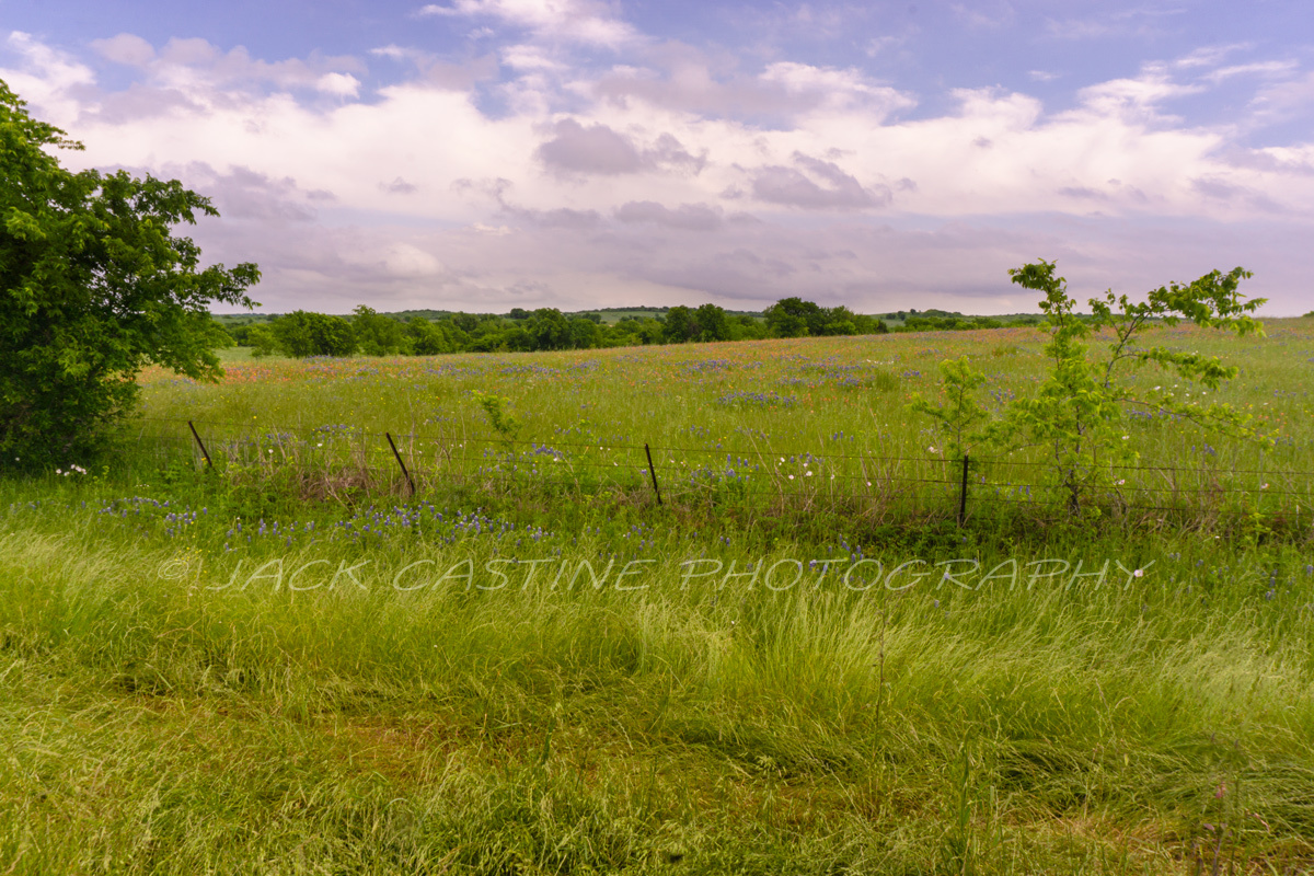  2020 04 19 - Texas Wildflowers - FM 636 - Powell, TX 