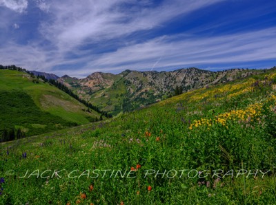  2023 08 10 - Albion Basin Wildflowers - Alta, Utah 