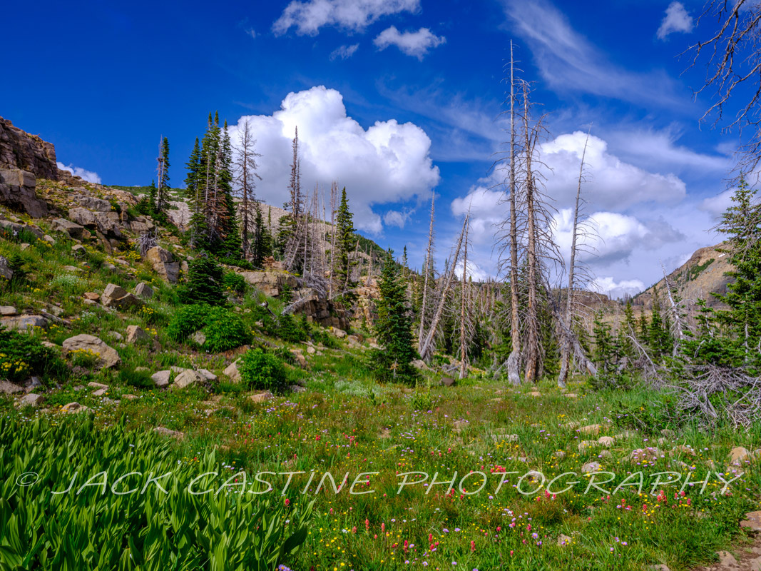  2023 08 08 - Clyde Lake Loop Trail Wildflowers - Uinta-Wasatch-Cache National Forest, Utah 