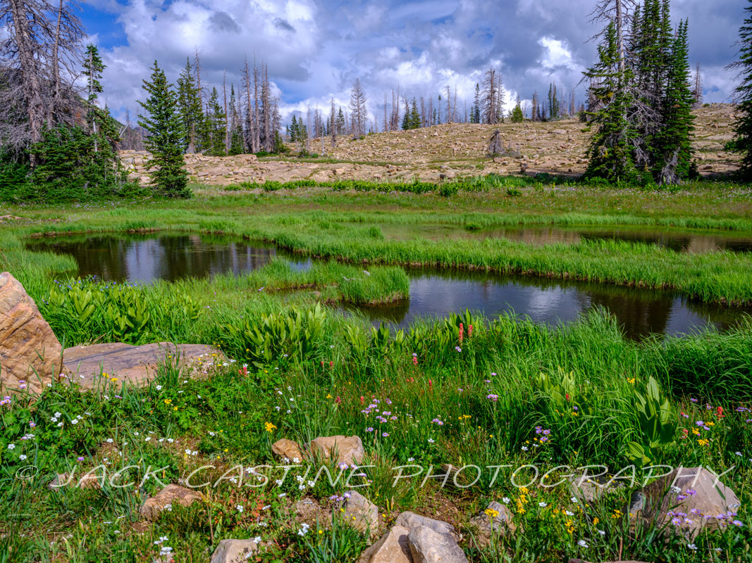  2023 08 08 - Hope Lake Wildflowers - Uinta-Wasatch-Cache National Forest, Utah 