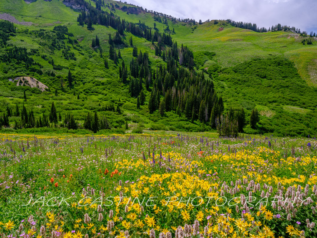  2023 08 10 - Albion Basin Wildflowers - Alta, Utah 
