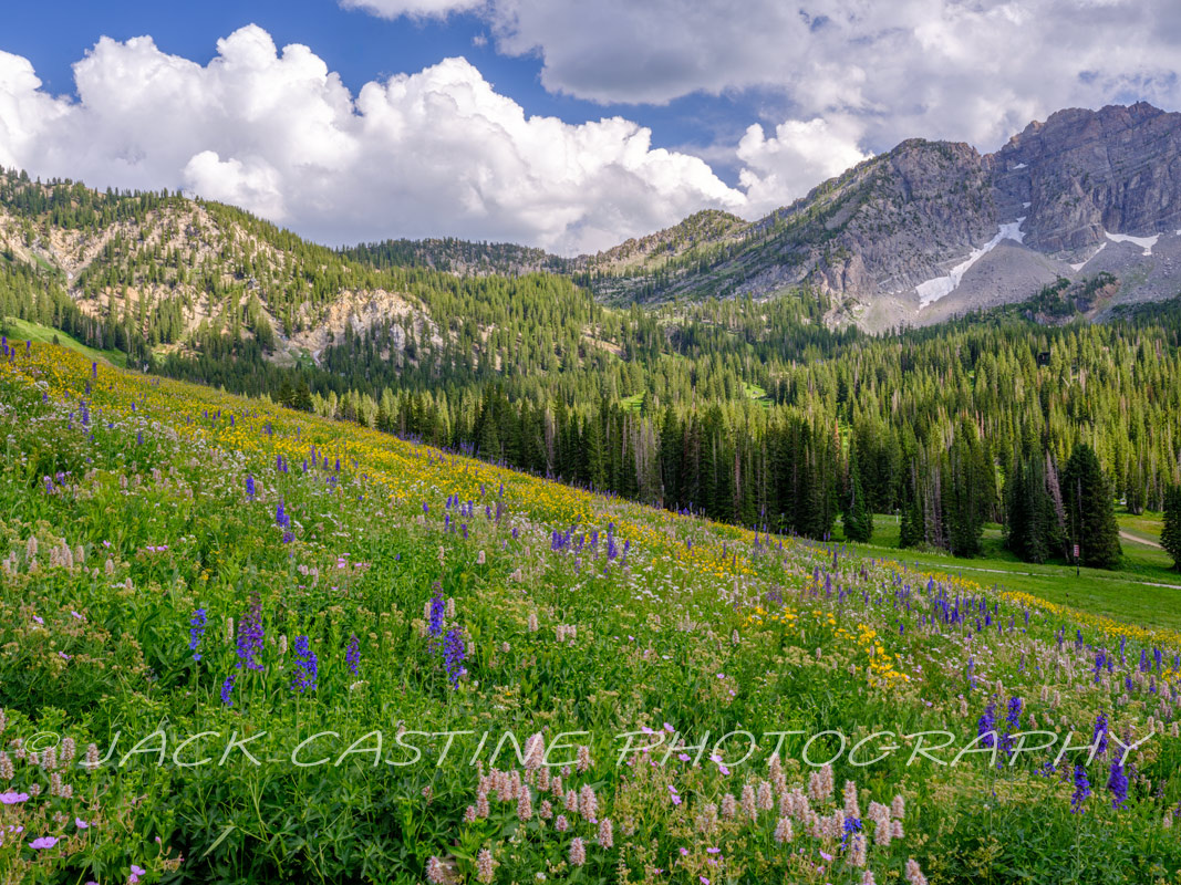  2023 08 10 - Albion Basin Wildflowers - Alta, Utah 