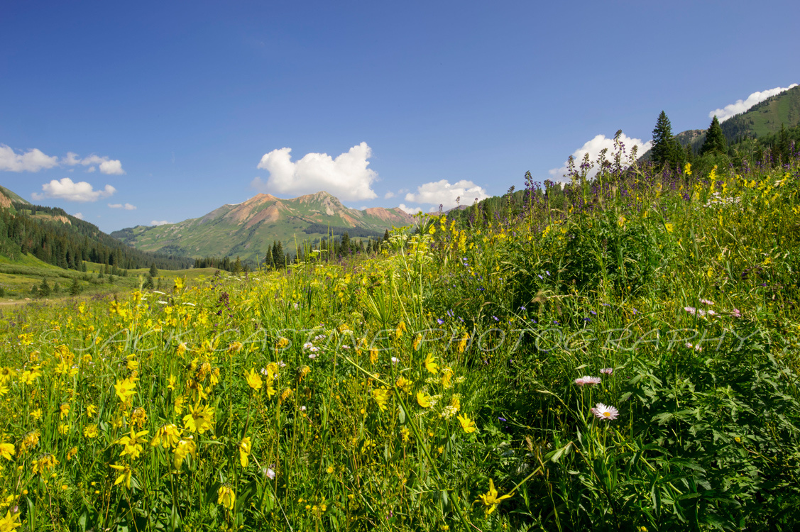 2014 08 09 - Mt. Bellevue and Wildflowers in Schofield Pass - Crested Butte, CO 