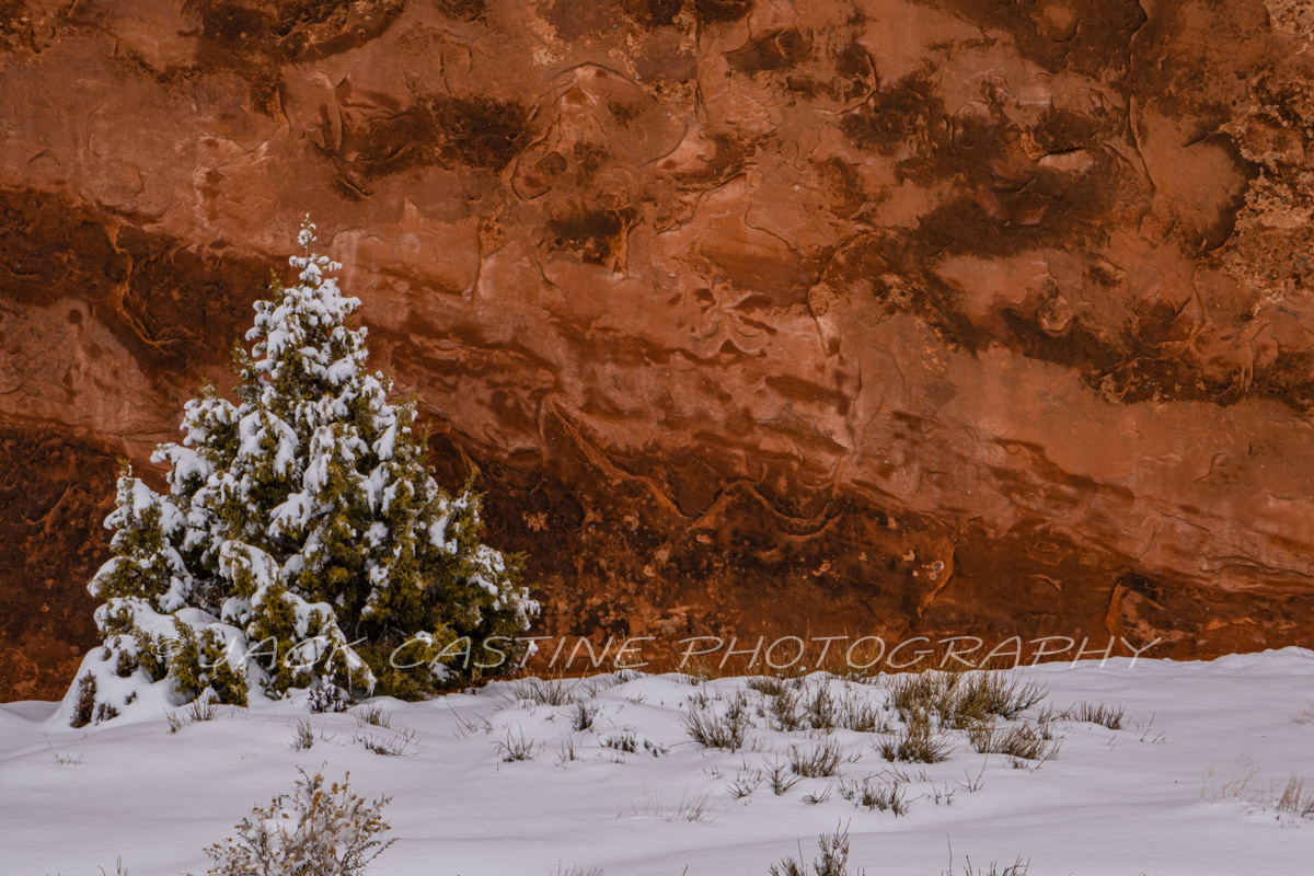  2019 02 22 - Juniper  and Redrock in Snow - Arches NP - Moab, UT 