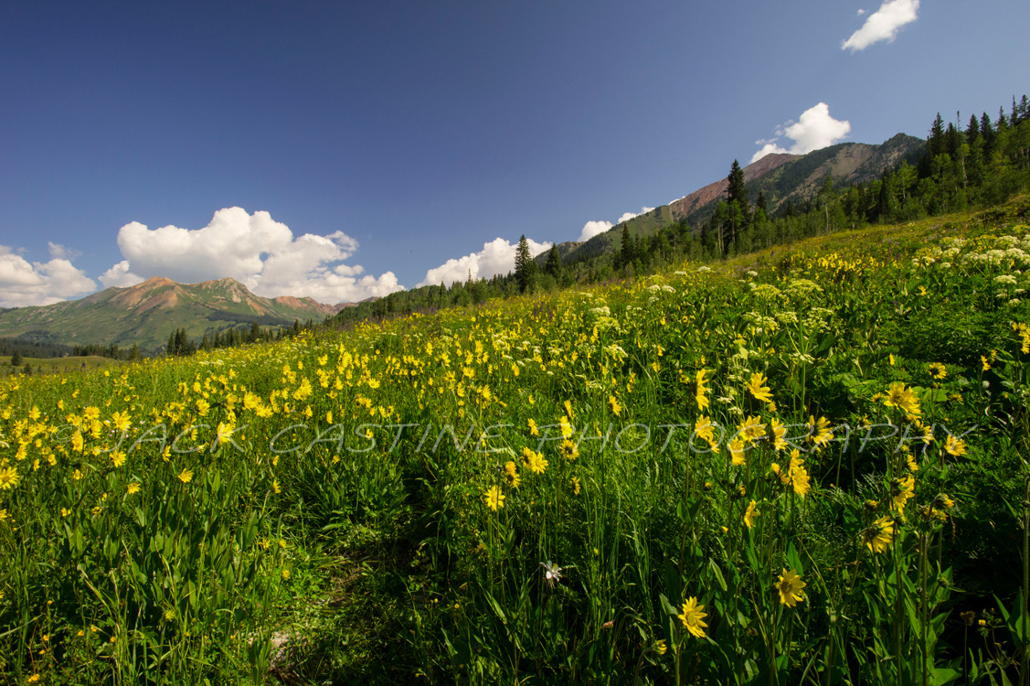  2014 08 09 - Mt. Bellevue and Wildflowers in Schofield Pass - Crested Butte, CO 