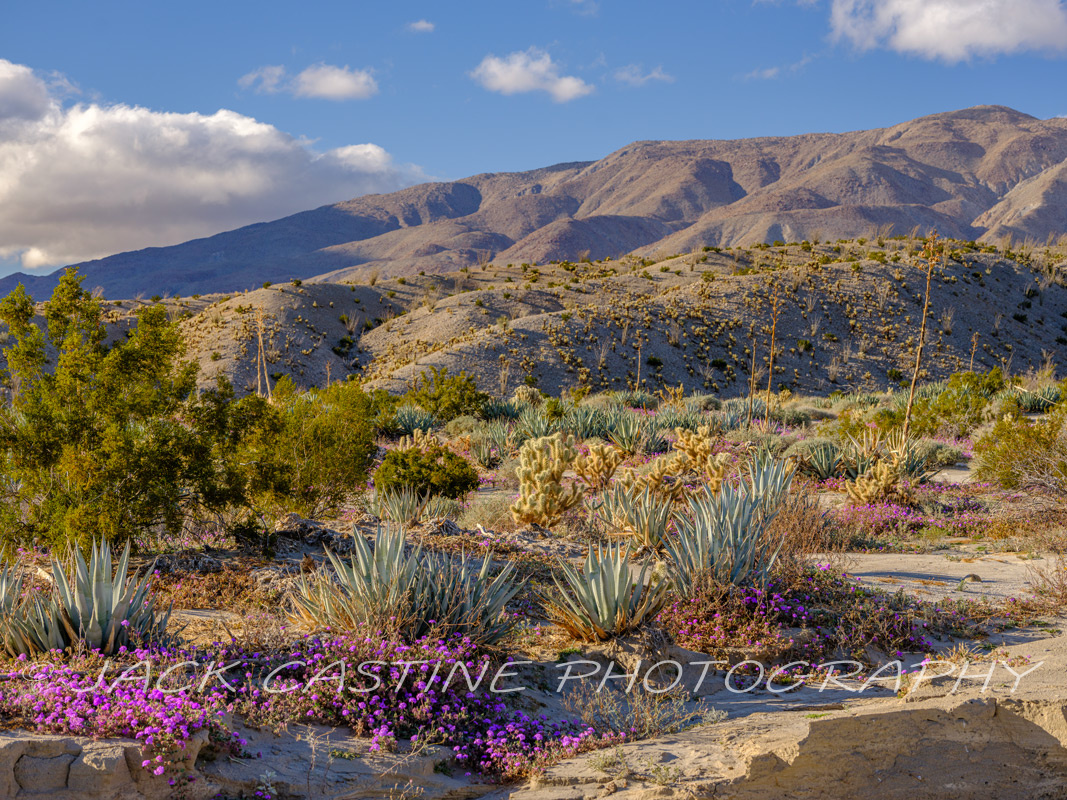  2023 02 28 - June Wash Wildflowers - Anza Borrego SP - Mesquite Oasis, California 