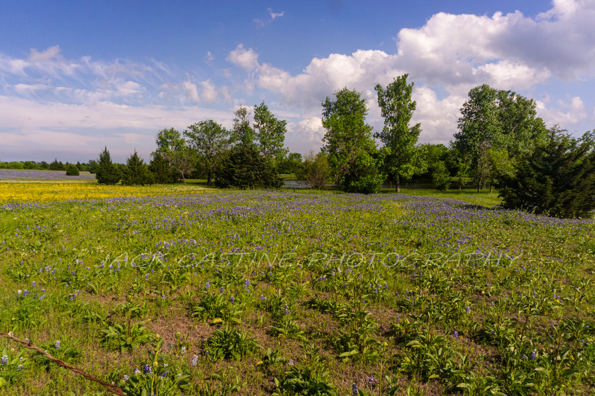  2020 04 19 - Texas Wildflowers - FM 85 - Ennis, TX 
