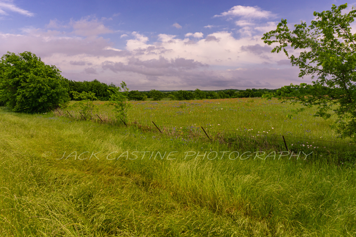  2020 04 19 - Texas Wildflowers - FM 636 - Powell, TX 