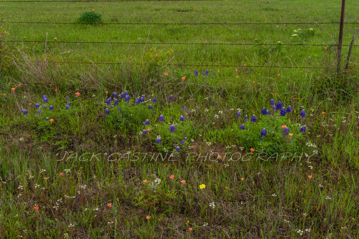  2020 04 19 - Texas Wildflowers - NE3090 - Kerens, TX 