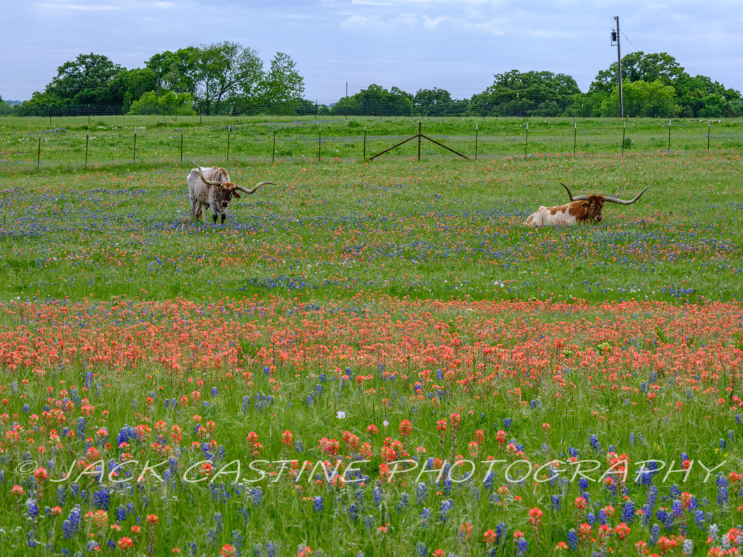  2023 04 22 - Longhorns and Wildflowers on Ranch - Ellis County, Texas 
