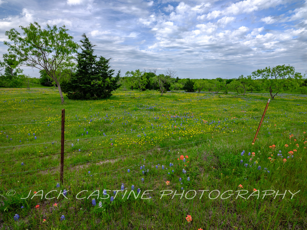 2023 04 22 - Wildflowers on Ranch - Ellis County, Texas 