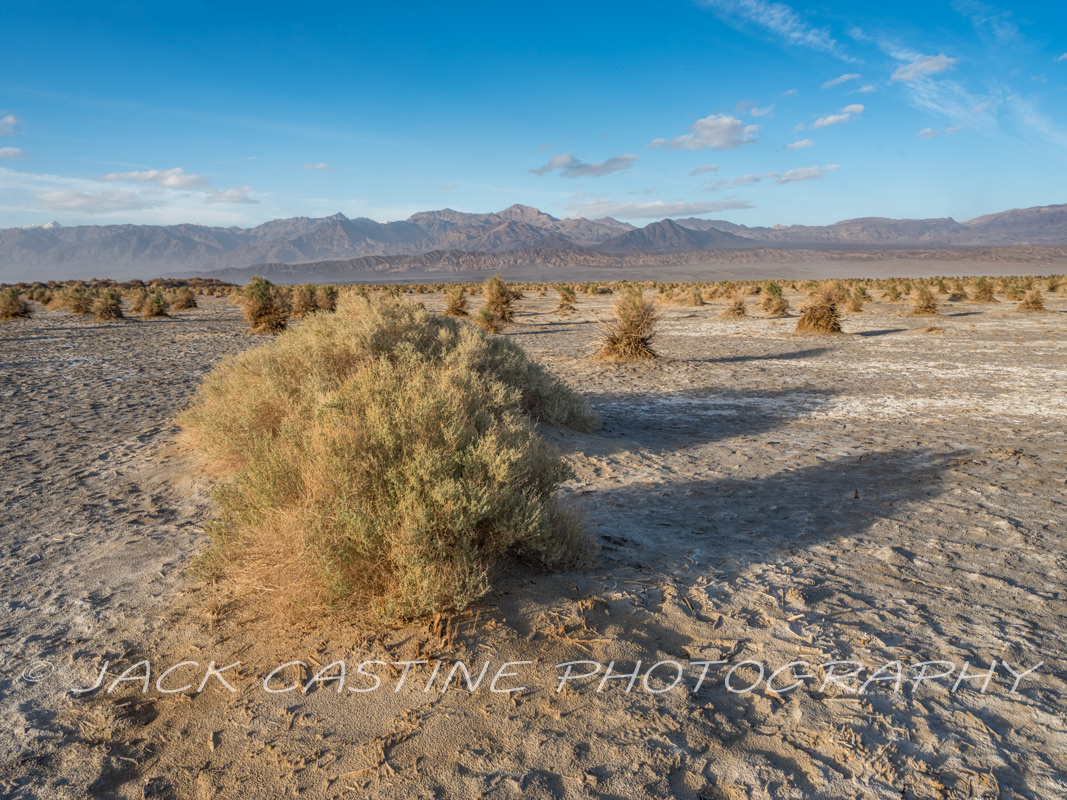  2023 03 05 - Devil's Cornfield - Death Valley National Park, California 