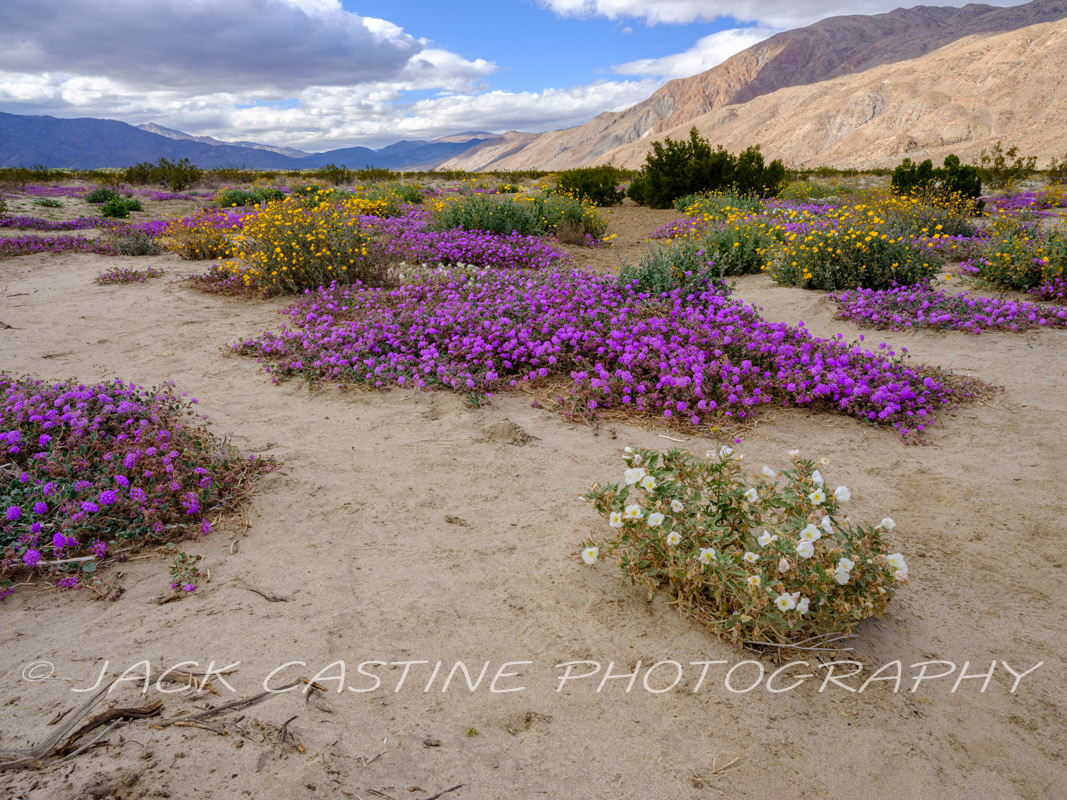  2023 02 27 - Coyote Canyon Wildflowers - Anza-Borrego Desert St Pk, - Borrego Springs, California 