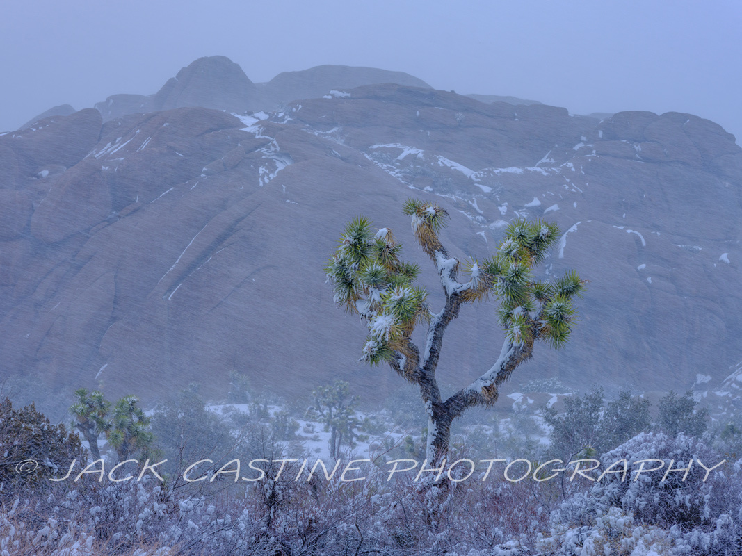  2023 03 01 - Joshua Tree Blizzard - Joshua Tree NP, California 