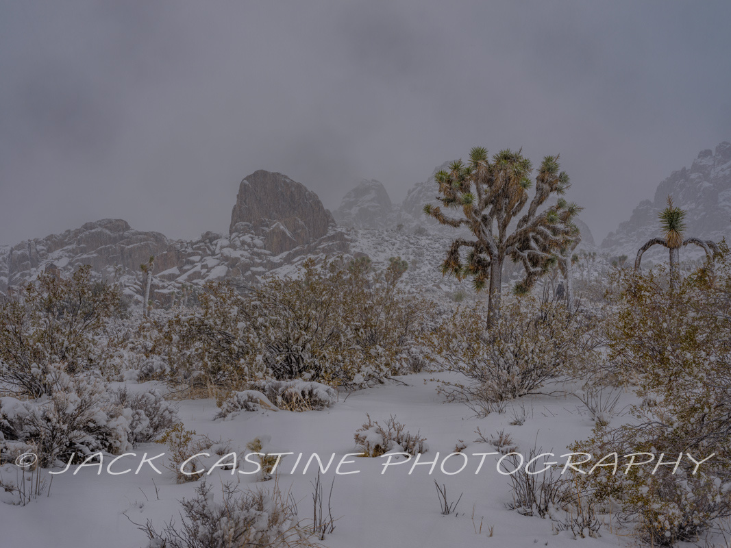  2023 03 01 - Joshua Tree Blizzard - Joshua Tree NP, California 