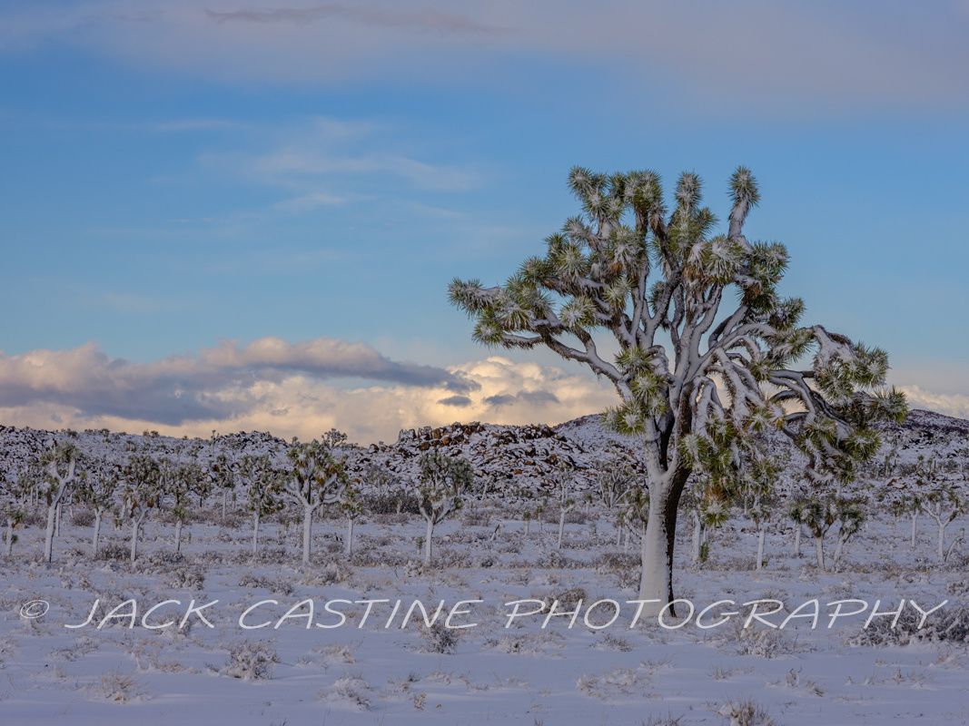  2023 03 01 - Blizzard Aftermath - Queen Valley - Joshua Tree NP, California 