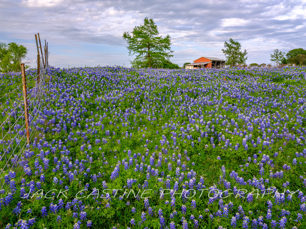  2023 04 22 - Bluebonnets on Ranch - Ellis County, Texas 
