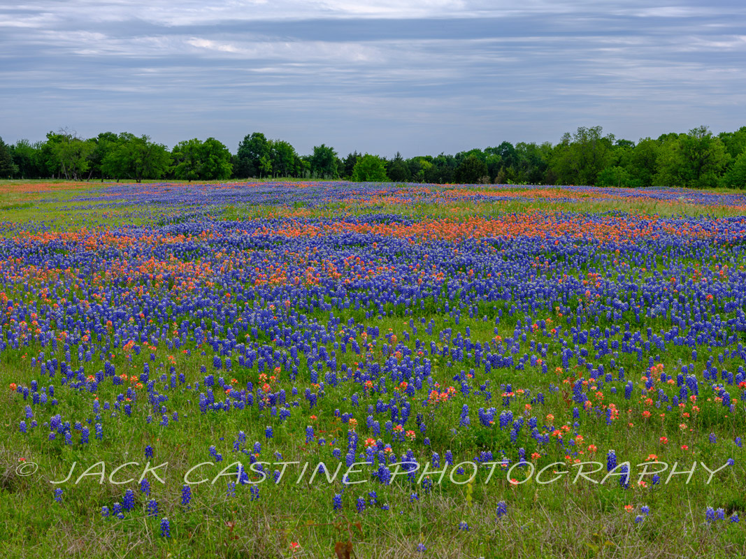  2023 04 22 - Wildflowers on Ranch - Ellis County, Texas 