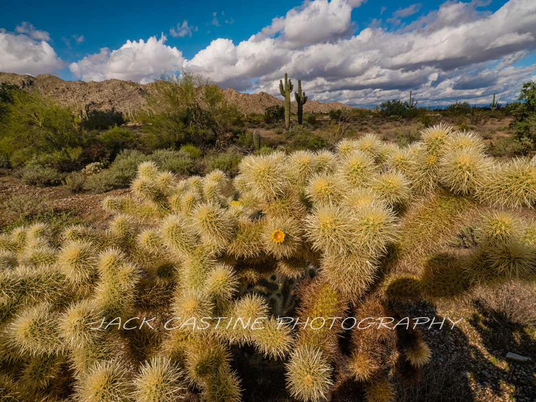  2019 11 29 - Cholla in Bloom - Sonoran Loop - White Tank Mountain Regional Park - Waddell, Arizona 